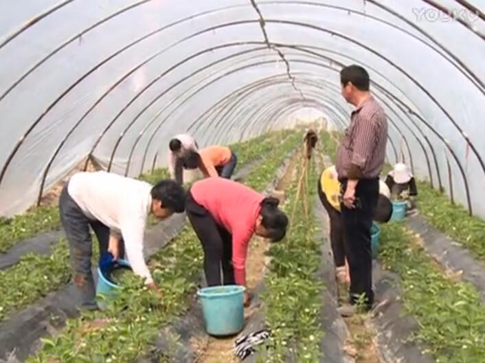 草莓种植有讲究