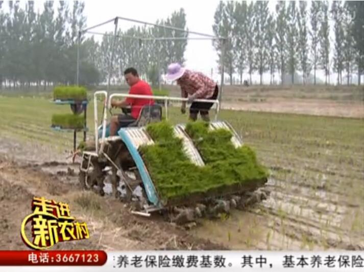 机械化插秧 省时又省力