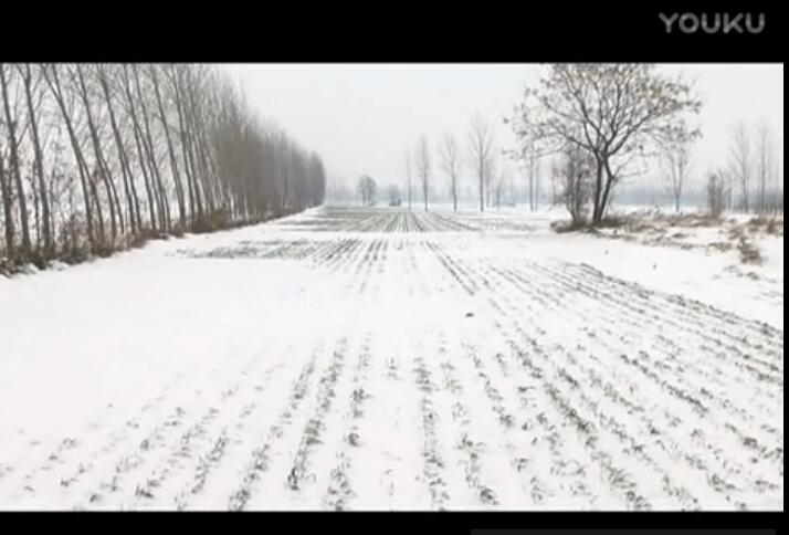 让小麦安全越冬