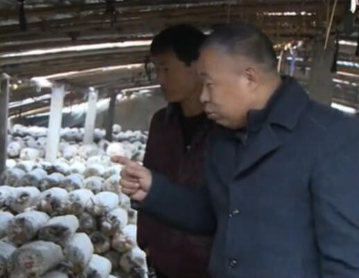 平菇滞销 专家帮忙