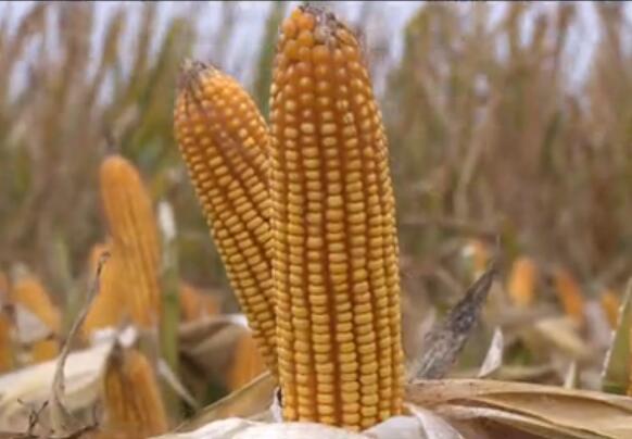 玉米测产