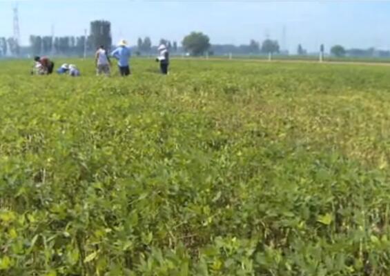 花生后期收获管理