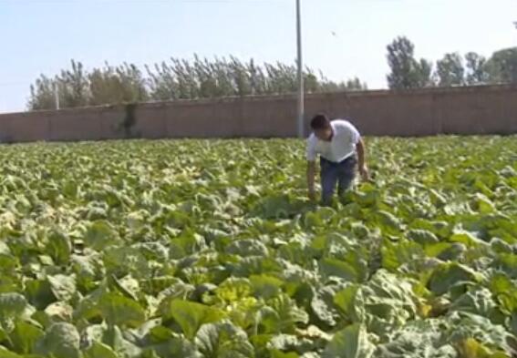 如何种好早熟大白菜