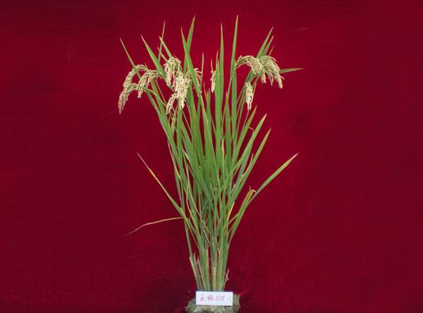 玉稻518单株-1