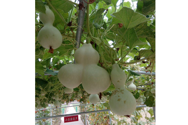 小亚腰葫芦-连体葫芦娃