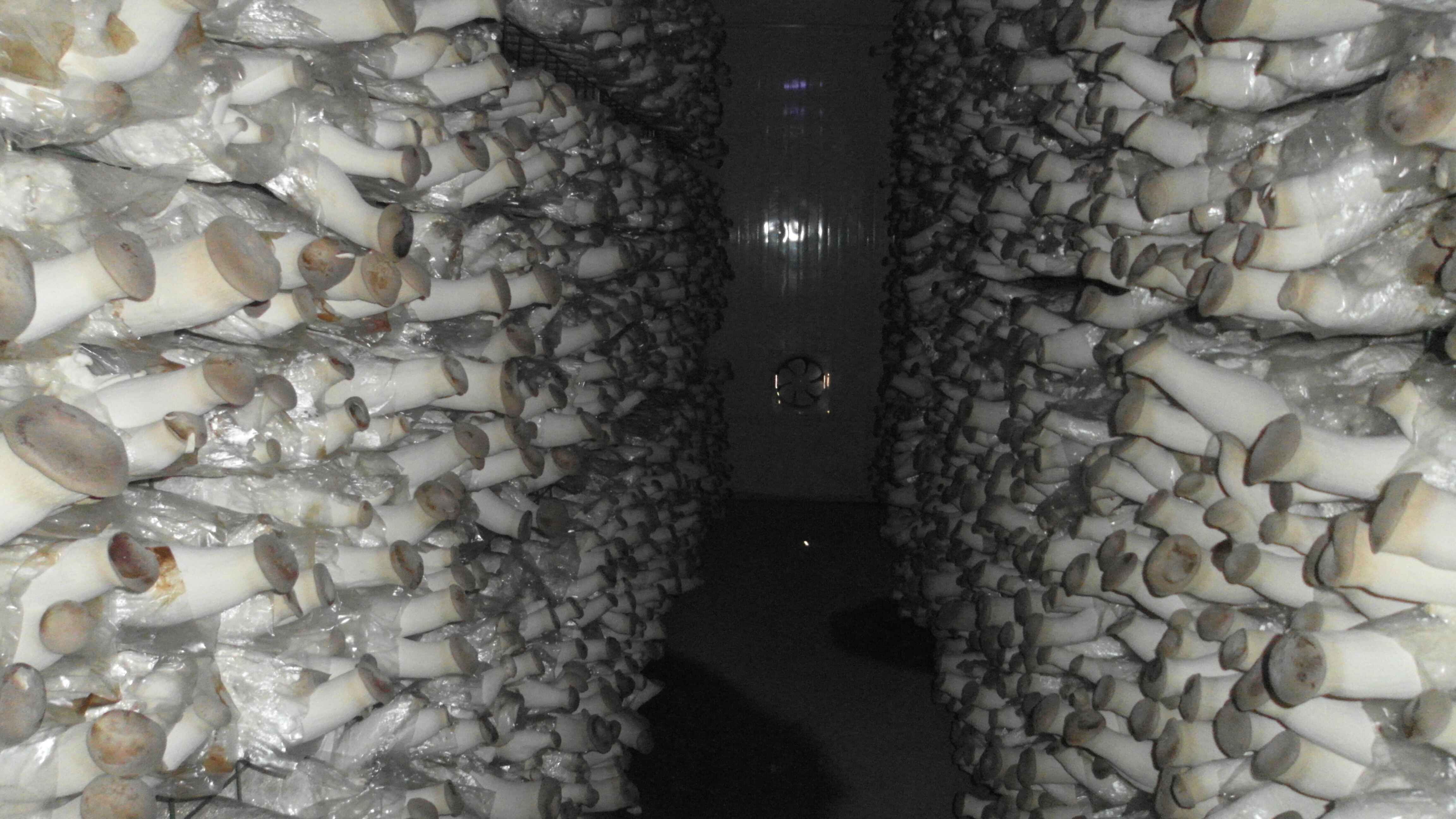 杏鲍菇-新科11号