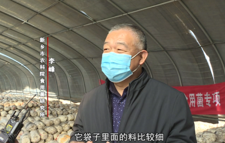 平菇种植遇难题 专家立马到身边