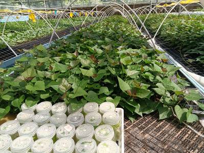 甘薯脱毒种苗制繁体系