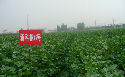 新科棉6号