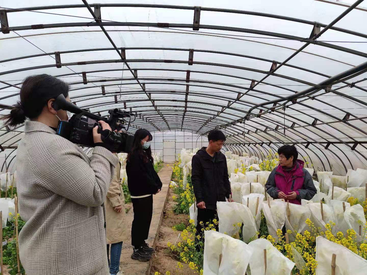 17.春季白菜管理