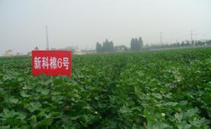 新科棉6号