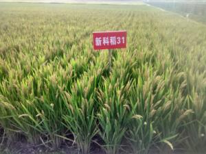新科稻31